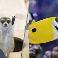 専門学校　福岡ビジョナリーアーツ 【ペット】動物園飼育員×水族館飼育員体験