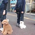 専門学校　福岡ビジョナリーアーツ 【ペット】ワンコとお散歩に行こう★