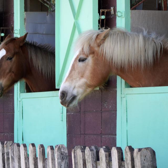 東京環境工科専門学校 『知られざるウマのあれこれ』体験授業を同時開催！2