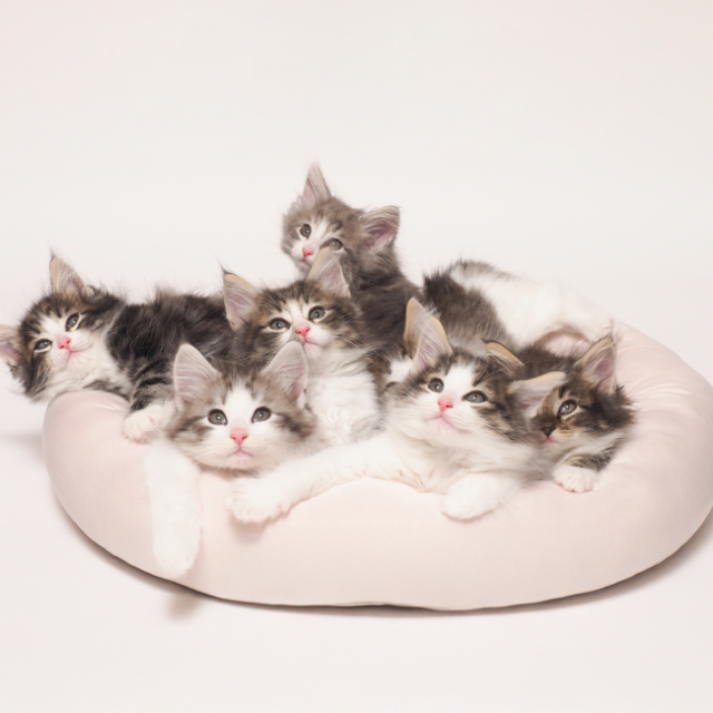 専門学校 福岡ビジネス・アカデミー 猫とふれあう！猫まみれ！【猫の日特別イベント】1