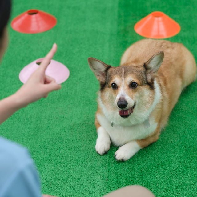 ＫＢＣペットワールド専門学校 高校1･2年生集まれ！スペシャルオープンキャンパス2