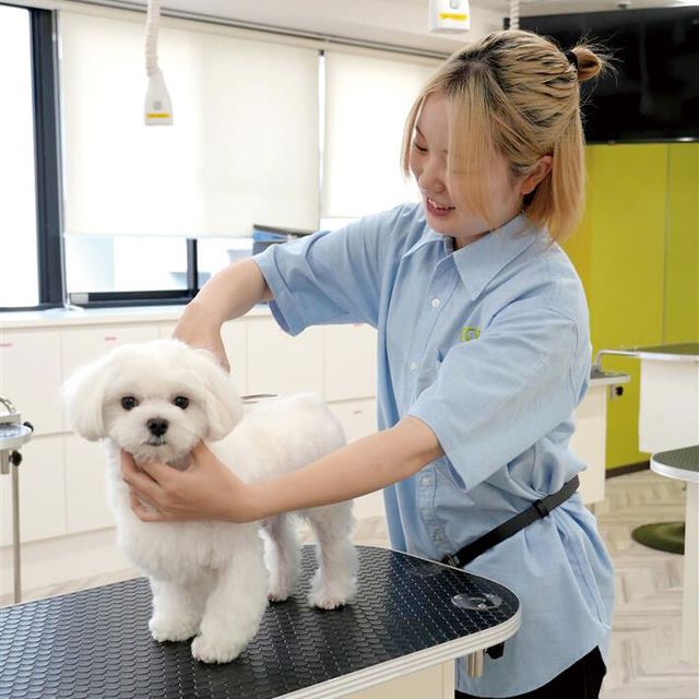 大阪ＥＣＯ動物海洋専門学校 ペットトリマー体験1