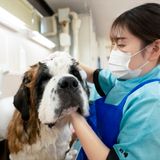 トリマーってどんなお仕事？の詳細