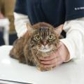 専門学校　福岡ビジョナリーアーツ 【ペット】ニャンコの健康チェック