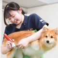 国際ペット総合専門学校 かわいい動物たちをキレイにお手入れ。グルーミング実習に挑戦