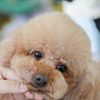 専門学校ビジョナリーアーツ カット体験 ワンちゃんをまんまるく可愛くカットしよう！