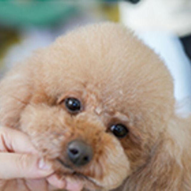 専門学校ビジョナリーアーツ カット体験 ワンちゃんをまんまるく可愛くカットしよう！1
