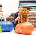 専門学校ビジョナリーアーツ 動物看護師さんとリハビリに挑戦