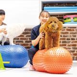 動物看護師さんとリハビリに挑戦の詳細