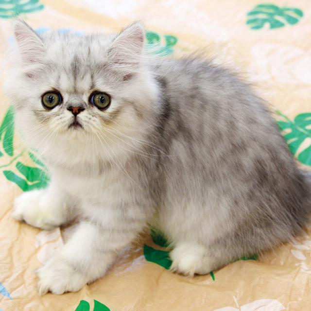 大阪ビジネスカレッジ専門学校 本気で猫を愛でよう♪1