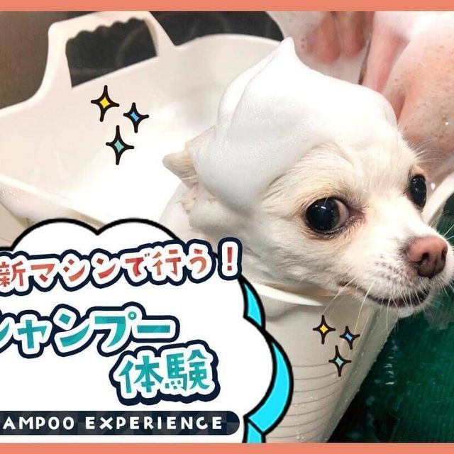 ＴＣＡ東京ＥＣＯ動物海洋専門学校 最新マシンで行う！シャンプー体験1