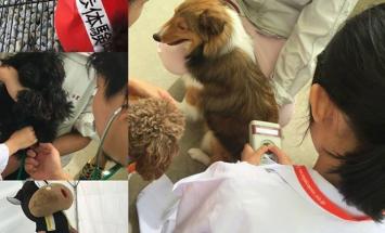 専門学校穴吹動物看護カレッジのブログインフォ一覧 5 スタディサプリ 進路