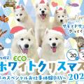 大阪ＥＣＯ動物海洋専門学校 大阪ECOのホワイトクリスマス2025