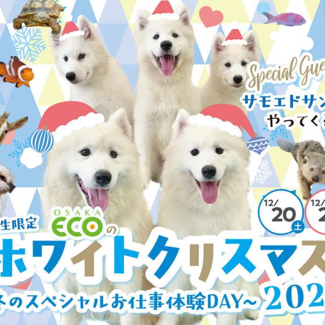 大阪ECO動物海洋専門学校 大阪ECOのホワイトクリスマス20251