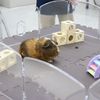 専門学校　ちば愛犬動物フラワー学園 【動物飼育】「キュッキュッ」の秘密を解読！モルモット講座！