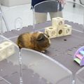 専門学校　ちば愛犬動物フラワー学園 【動物飼育】「キュッキュッ」の秘密を解読！モルモット講座！