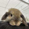 専門学校　ちば愛犬動物フラワー学園 【動物飼育】姿や形がさまざま！？ウサギについて学ぼう