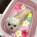 専門学校　ちば愛犬動物フラワー学園 【トリマー】ペットエステ体験～アロマバス編～