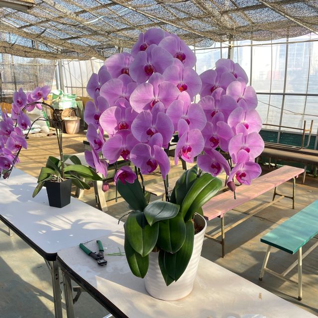 テクノ・ホルティ園芸専門学校 花づくり実習★胡蝶蘭の仕立て方に挑戦しよう！2