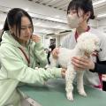 専門学校　ちば愛犬動物フラワー学園 【動物看護】その尿捨てないで！Let’ｓ尿検査！！