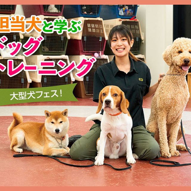 ＴＣＡ東京ＥＣＯ動物海洋専門学校 担当犬と学ぶドッグトレーニング1