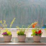 春の花で寄せ植えづくりの詳細