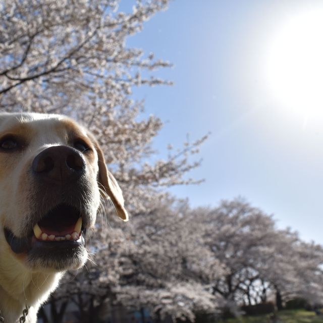 大宮国際動物専門学校 春休み限定イベント「春キャン」1