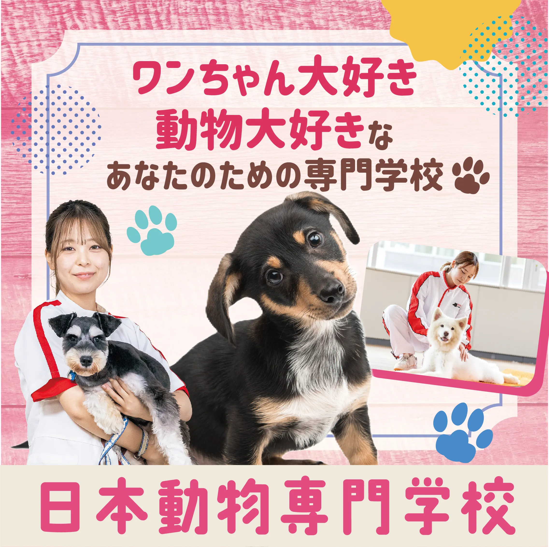 日本動物専門学校 資料・願書請求｜動物の専門知識と技術が身につく学校