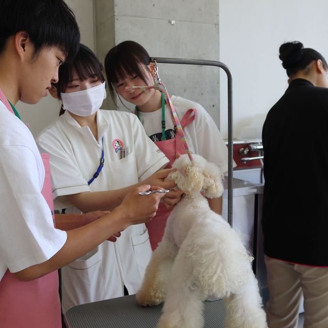 専門学校　ちば愛犬動物フラワー学園 【トリマー】犬が嫌がらないお手入れ方法を学ぼう！1