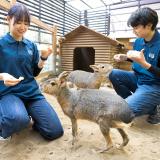 飼育員さんのお仕事体験の詳細