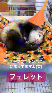 OCカメラサムネイル画像