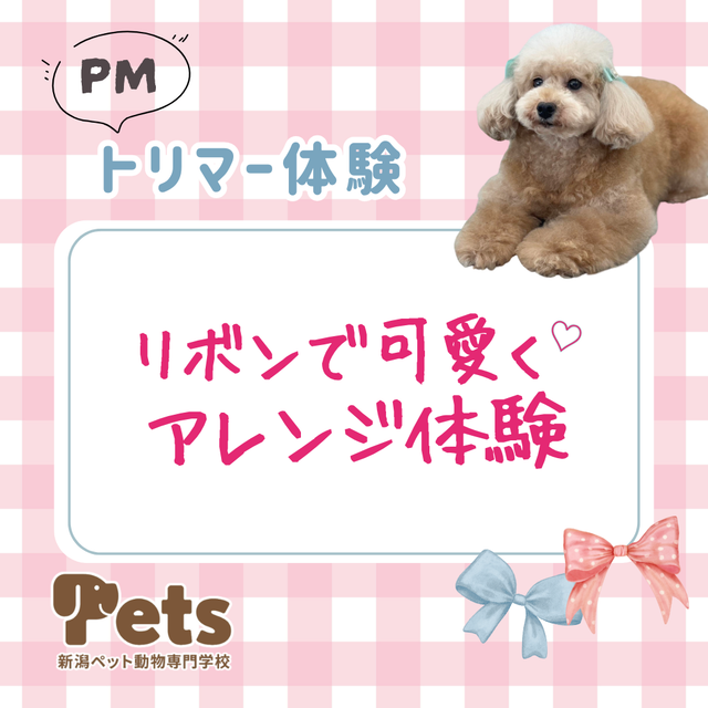 新潟ペット動物専門学校 わんちゃんをかわいく！アレンジ体験1