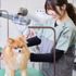 国際ペット専門学校　金沢 この子のお父さん？お母さんは？ MIX犬クイズ大会！2