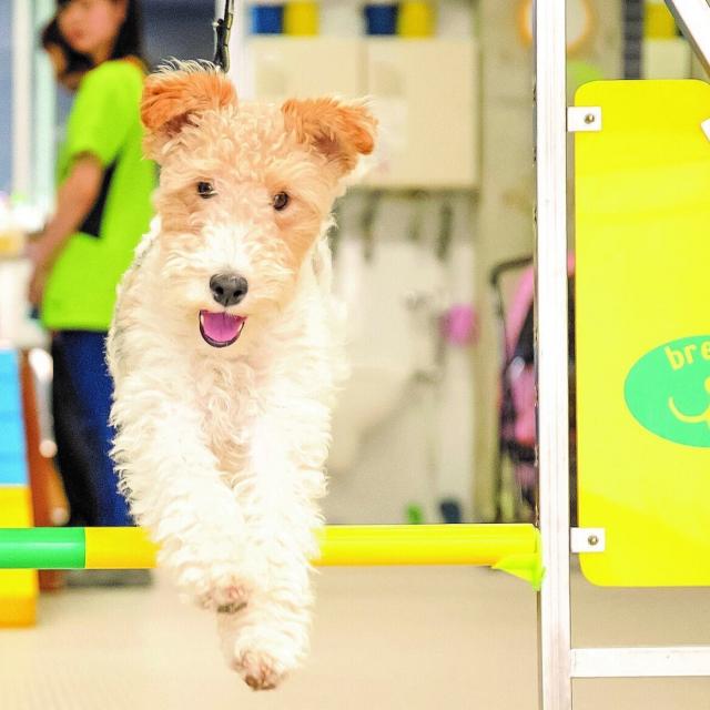 大阪ブレーメン動物専門学校 大阪ブレーメンのオープンキャンパス予約フォーム1