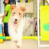 大阪ブレーメン動物専門学校 大阪ブレーメンのオープンキャンパス予約フォーム1