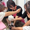 専門学校　ちば愛犬動物フラワー学園 【トリマー】もこもこの泡でわんちゃんをきれいにしよう！