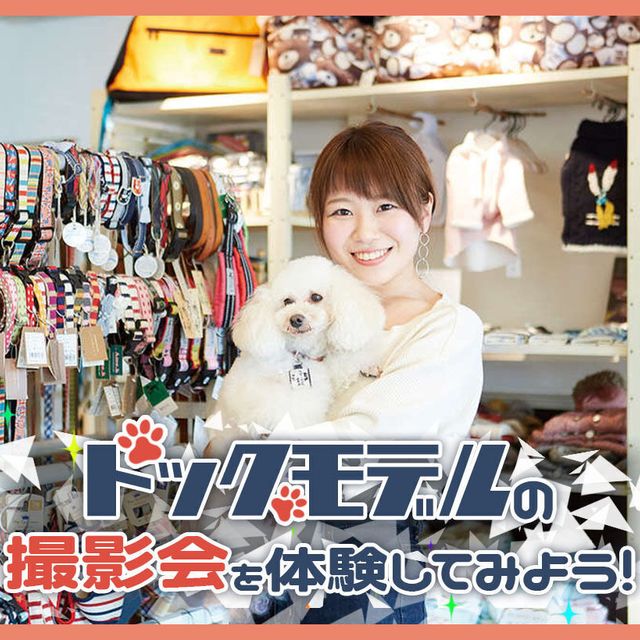 ＴＣＡ東京ＥＣＯ動物海洋専門学校 ドッグモデルの撮影会を体験してみよう！1
