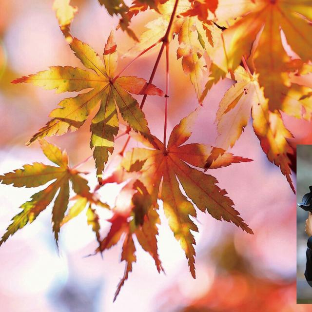 日本写真芸術専門学校 【代々木公園で撮影体験】風景写真撮影講座～秋の紅葉編～1
