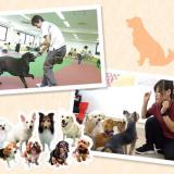 ドッグトレーナー体験!【家庭犬】の詳細
