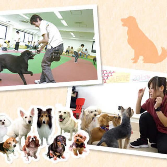 大阪ECO動物海洋専門学校 ドッグトレーナー体験!【家庭犬】1