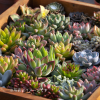 テクノ・ホルティ園芸専門学校 グリーンデザイン実習★多肉でバレンタインの寄せ植えを作ろう！
