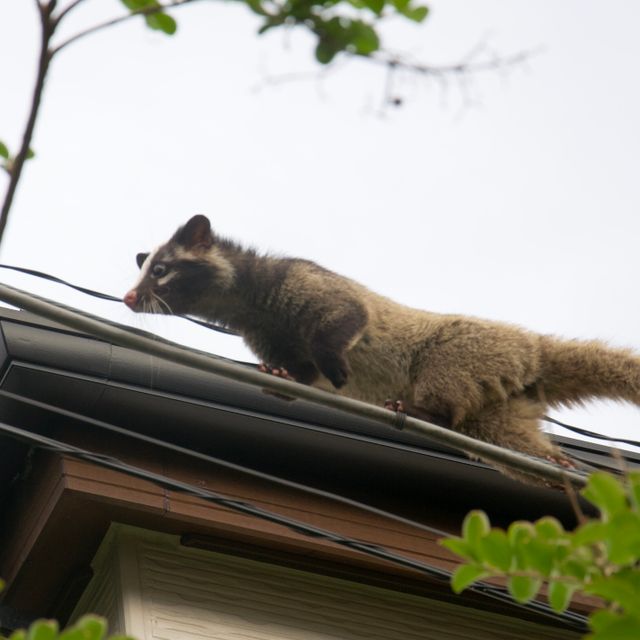 東京環境工科専門学校 『ハンター、保護するために狩るとは』特別授業を同時開催！2
