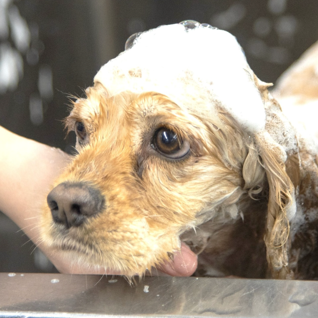 群馬動物専門学校 洗い方でここまで変わる！もふもふシャンプーに挑戦しよう！1