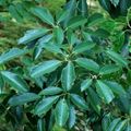 東京環境工科専門学校 『暑い夏の過ごし方　～植物編～』体験授業を同時開催！