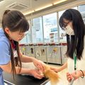 専門学校　ちば愛犬動物フラワー学園 【キャットプロ】プロの技術を学ぼう！爪切り＆耳掃除
