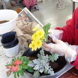 春の花で寄せ植えづくりの詳細