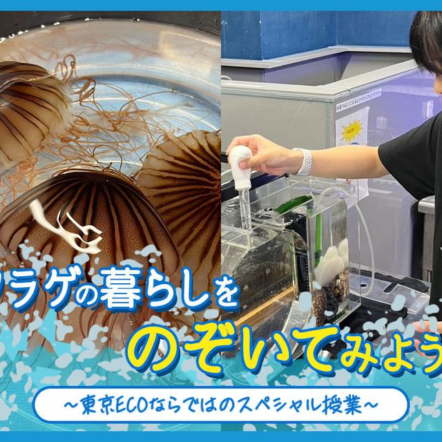 ＴＣＡ東京ＥＣＯ動物海洋専門学校 クラゲの暮らしをのぞいてみよう！1