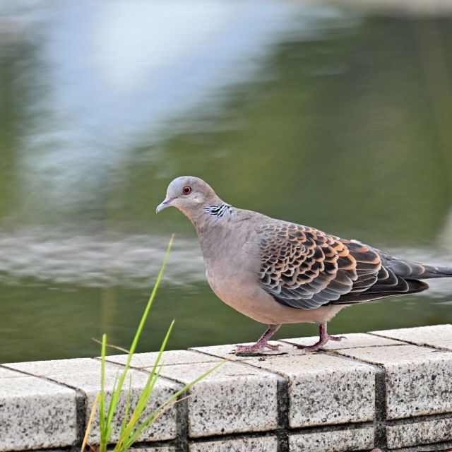 東京環境工科専門学校 『はじめての野鳥観察』体験授業を同時開催！2