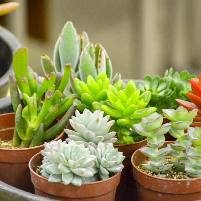 多肉植物の寄せ植え 日本ガーデンデザイン専門学校のオープンキャンパス情報と予約申込 スタディサプリ 進路