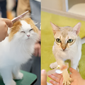 専門学校　福岡ビジョナリーアーツ 【ペット・看護】3専攻よくばり体験【ニャンコ希望の方】